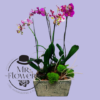 3 Orquídeas en Maceta 3 Orquídeas en Maceta