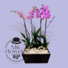 Arreglo Floral con 3 Orquídeas Arreglo Floral con 3 Orquídeas