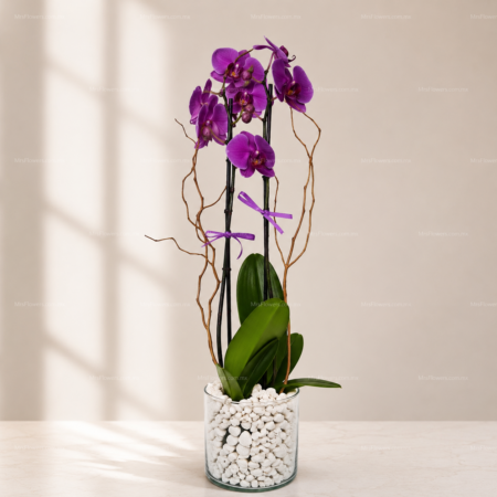 Orquídea Doble en Maceta Orquídea Doble en Maceta
