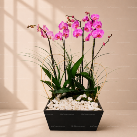 Arreglo Floral con 3 Orquídeas Arreglo Floral con 3 Orquídeas