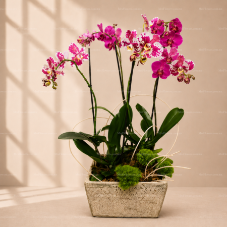 3 Orquídeas en Maceta