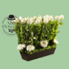 Caja con Rosas blancas