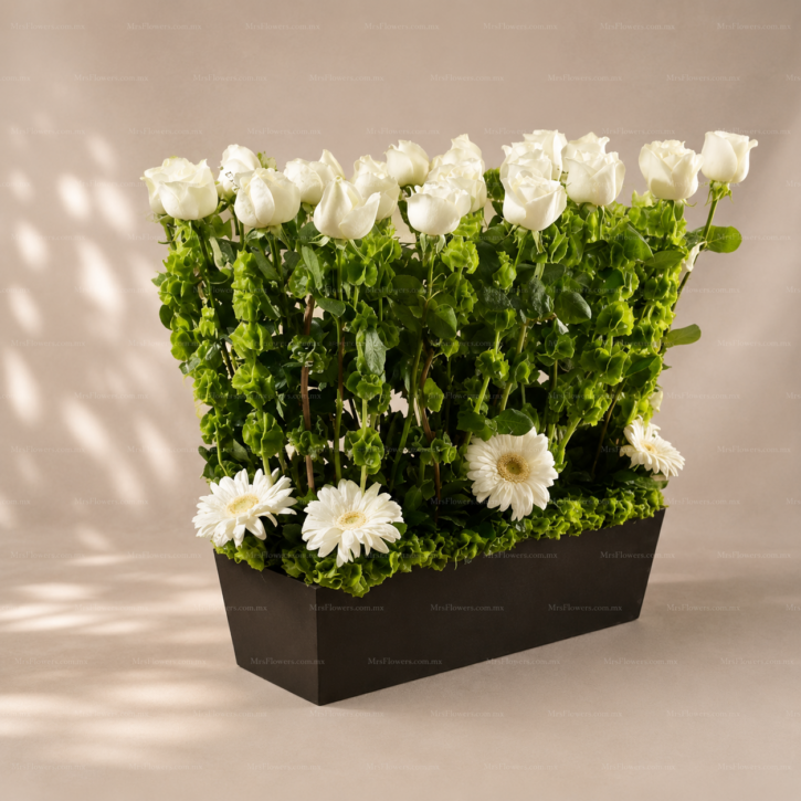 Caja con Rosas blancas