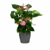 Anturio Rosa Anturio Rosa