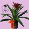 Bromelia Roja Bromelia Roja
