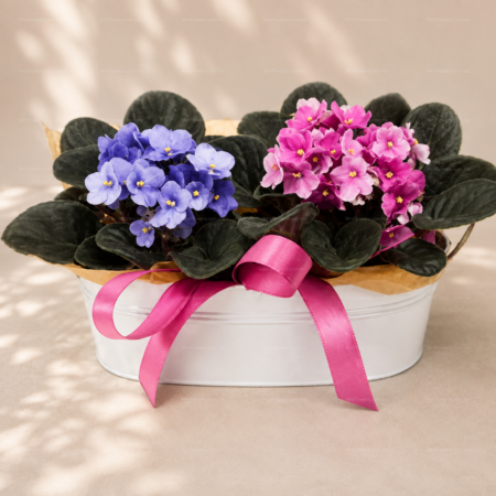 Violetas Africanas