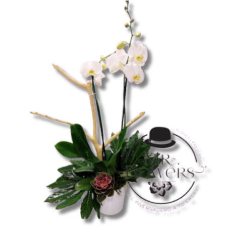 Orquídea Blanca 2 Varas