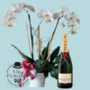 Orquídea & Champagne