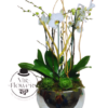 3 Orquídeas Dobles Blancas 3 Orquídeas Dobles Blancas