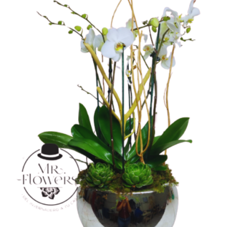 3 Orquídeas Dobles Blancas