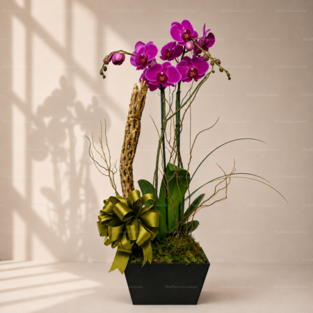 Orquídea Phalenopsis con Raíz Orquídea Phalenopsis con Raíz