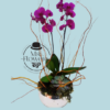 Orquídea Phalenopsis en Espejo