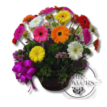 Canasta con 36 Gerberas Mixtas
