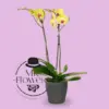 Orquídea Amarilla