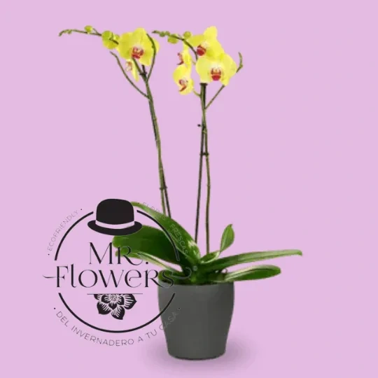 Orquídea Amarilla