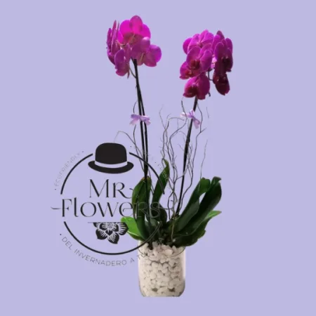 Orquídea Doble en Maceta