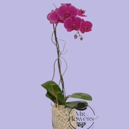 Orquídea de un Tallo