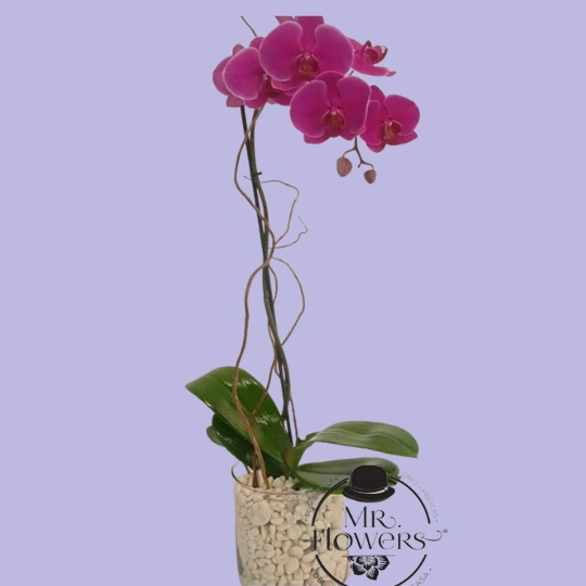 Orquídea de un Tallo Orquídea de un Tallo