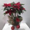 Nochebuena Gigante - Flores a Domicilio - Mrs. Flowers