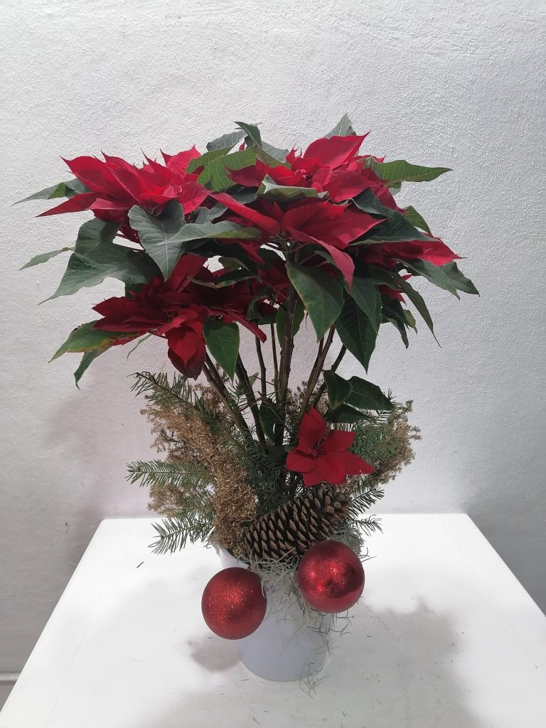 Nochebuena Gigante - Flores a Domicilio - Mrs. Flowers