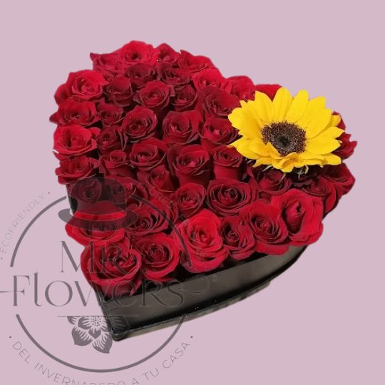 Corazón con 49 rosas y 1 girasol Corazón con 49 rosas y 1 girasol