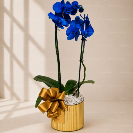 Orquídea Azul Doble Orquídea Azul Doble