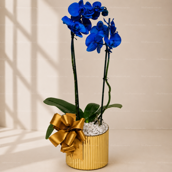 Orquídea Azul Doble