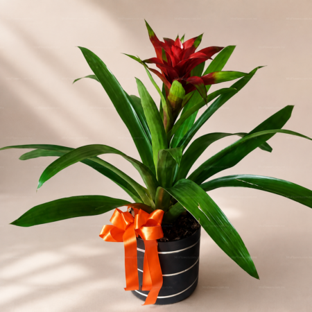 Bromelia Roja Bromelia Roja