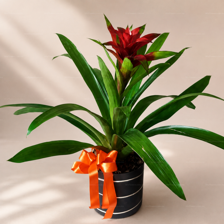 Bromelia Roja Bromelia Roja