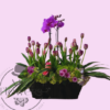 Sembrado de Orquídea y Tulipanes Sembrado de Orquídea y Tulipanes