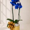 Orquídea Azul Doble