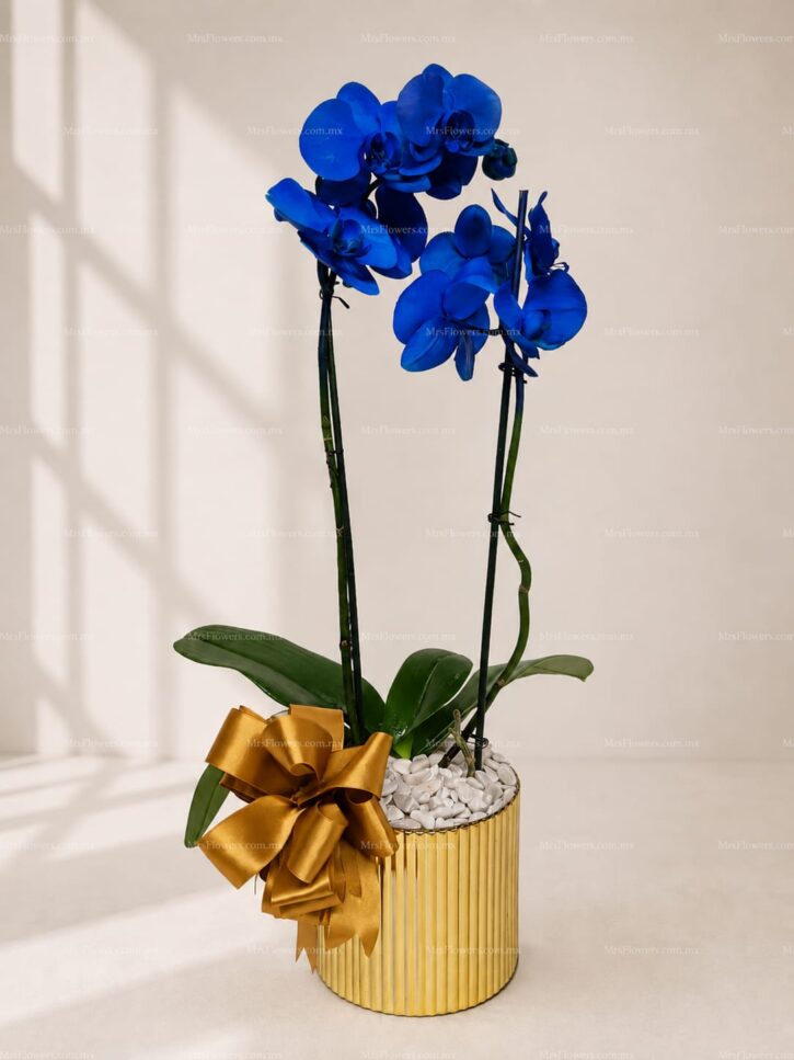Orquídea Azul Doble