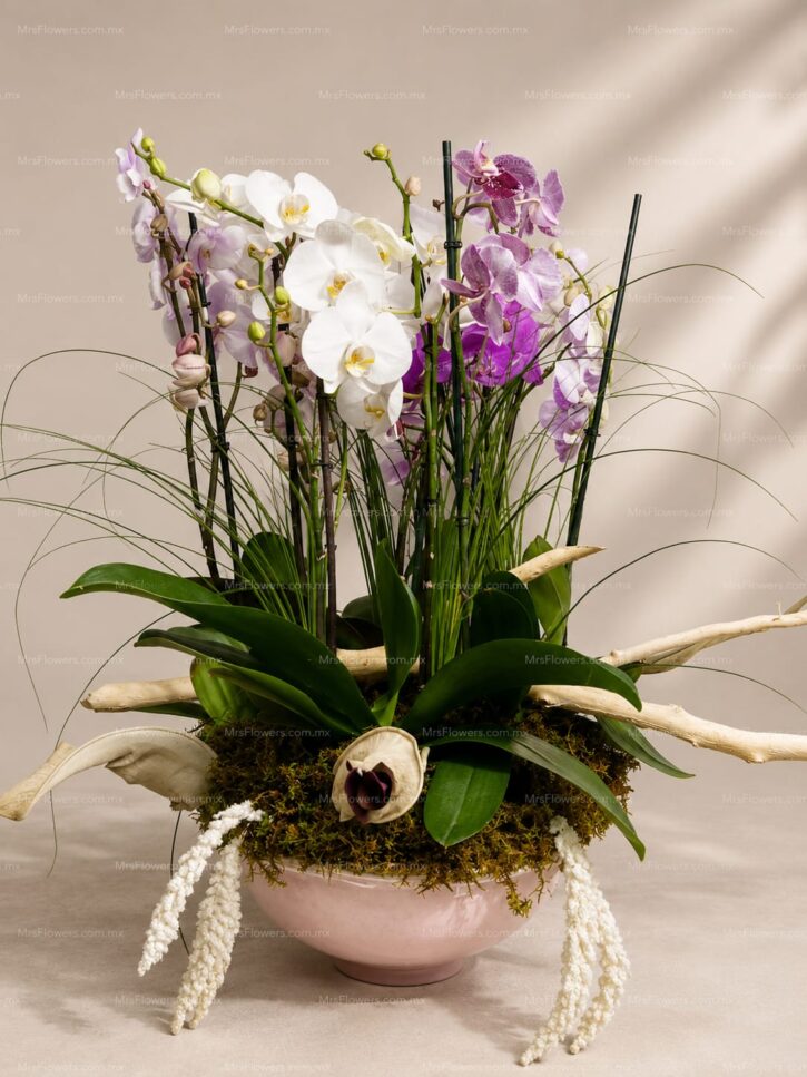 Bowl de Orquideas Bowl de Orquideas