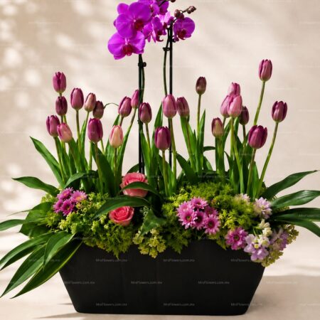 Sembrado de Orquídea y Tulipanes Sembrado de Orquídea y Tulipanes