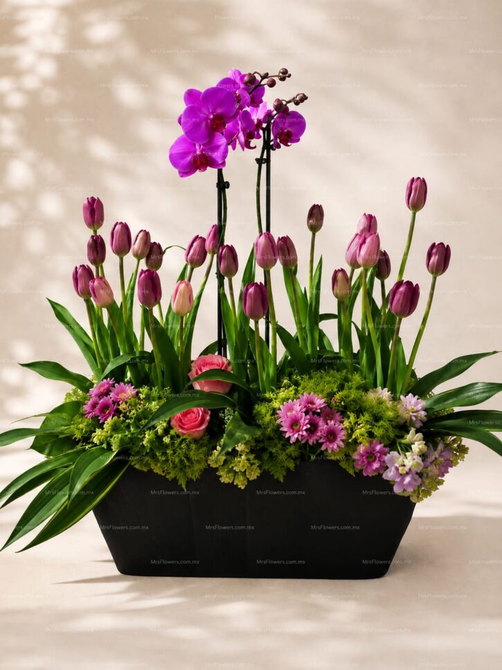 Sembrado de Orquídea y Tulipanes Sembrado de Orquídea y Tulipanes