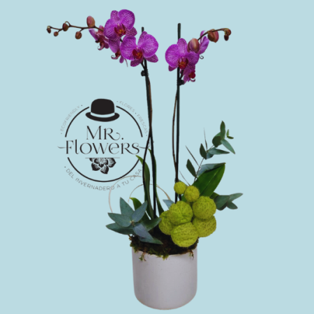 Orquidea Morada en Base Blanca