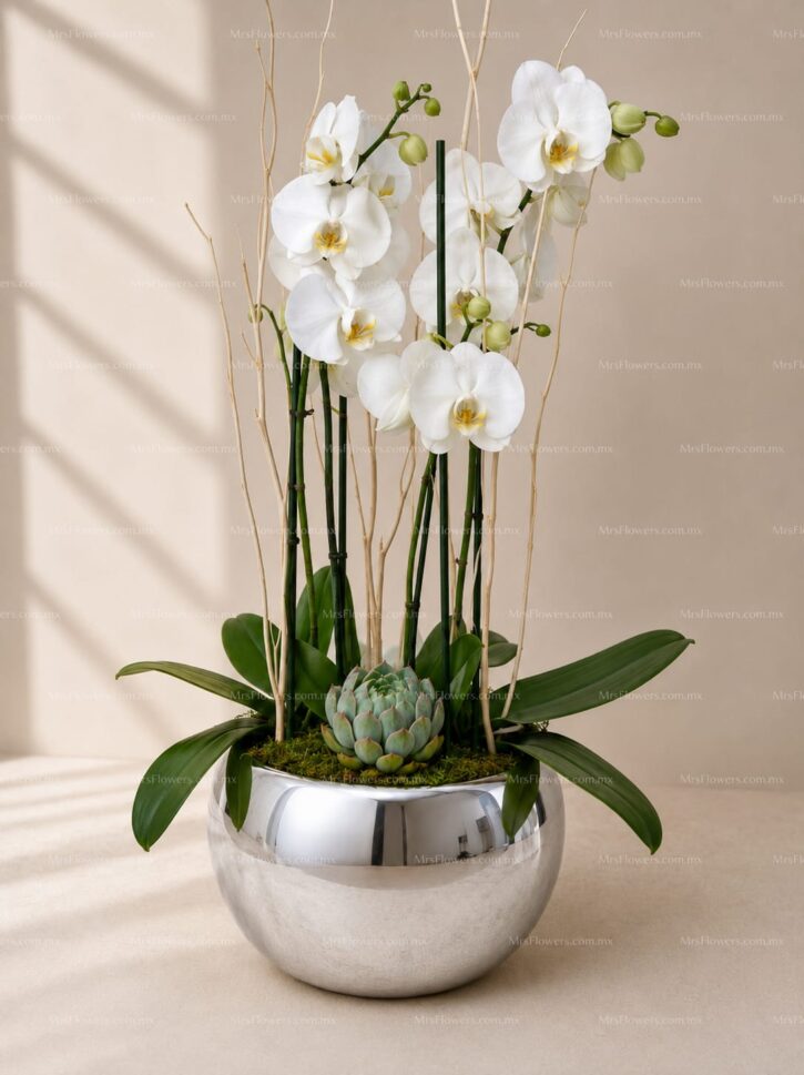 3 Orquídeas Dobles Blancas 3 Orquídeas Dobles Blancas