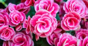 begonia
