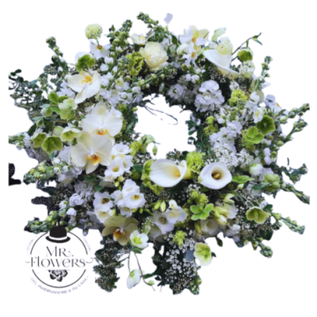 Corona Phalenopsis Premium