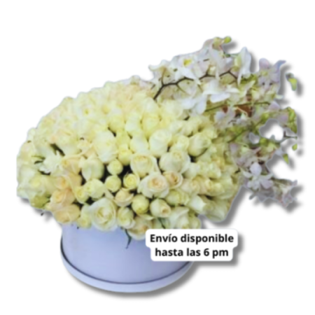Caja con 300 rosas y Orquideas Toluca