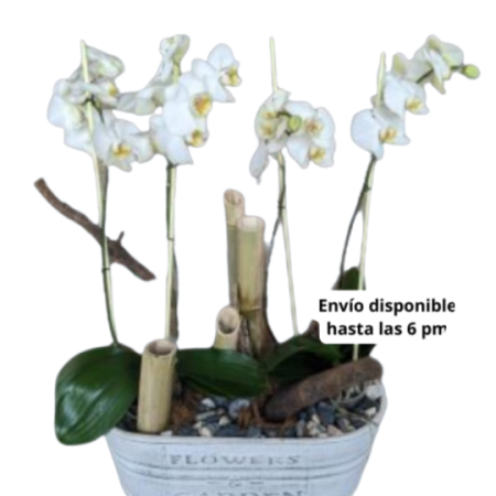 Sembrado de Orquídeas Dobles Toluca