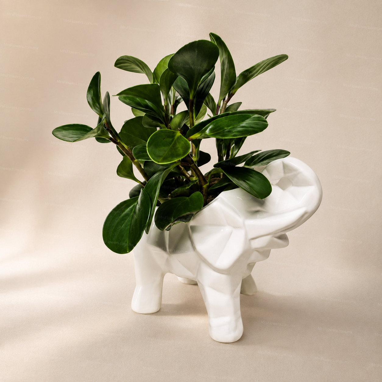 Elefante con Planta Elefante con Planta