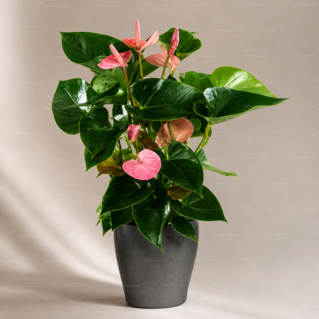 Anturio Rosa