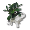 Elefante con Planta Elefante con Planta