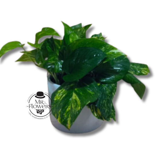 Green Eco