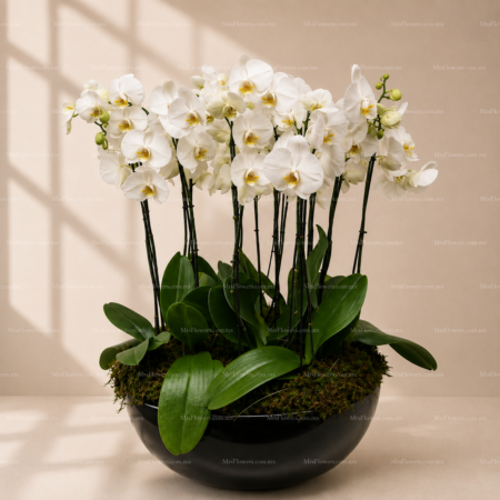 Orquideas en Bowl Orquideas en Bowl