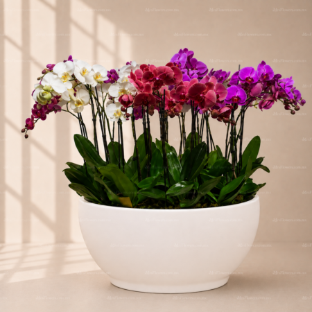 Bowl Gigante de Orquideas Bowl Gigante de Orquideas