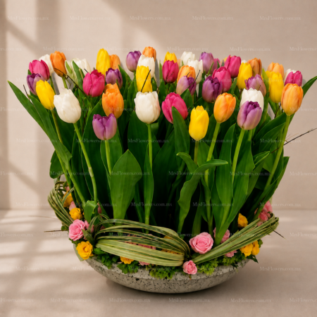 Arreglo de 50 Tulipanes Mixtos en Base