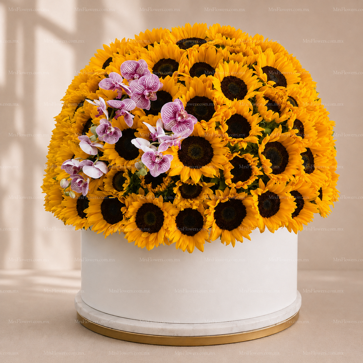 Caja de Girasoles Gigante Caja de Girasoles Gigante