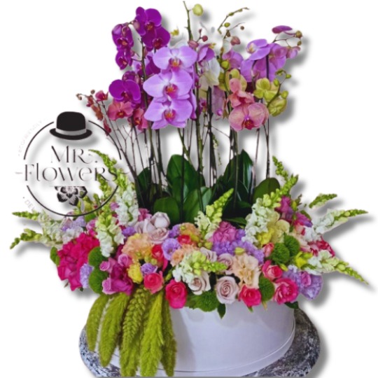 Orquídeas Pastel Orquídeas Pastel